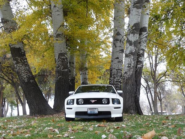 How important is your Mustang's color to you?-p1040884-copy.jpg