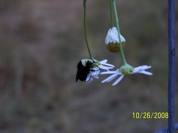 Members Random Picture Gallery Non Mustang Shots of Interest!-bumblebee.4.jpg