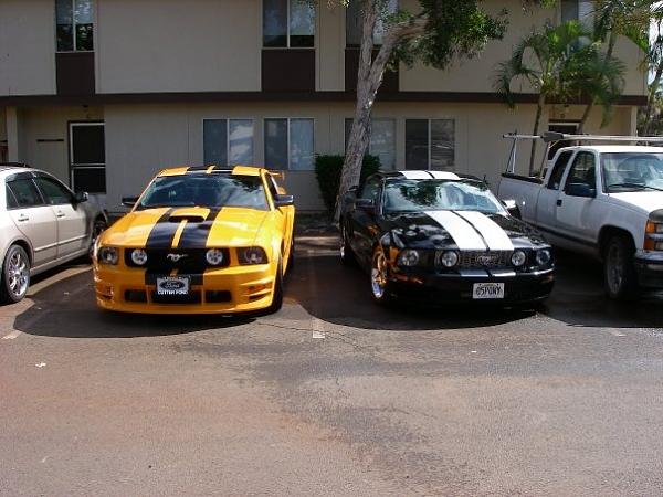 Huge Strange RANDOM Pictures and Idiocy Gallery!*-stangs.jpg
