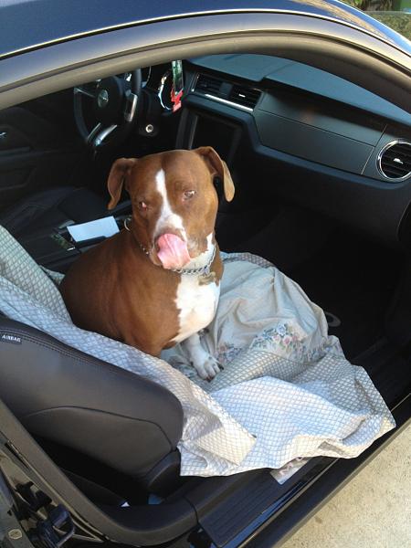 The TMS Dog Thread!-image-4239978685.jpg