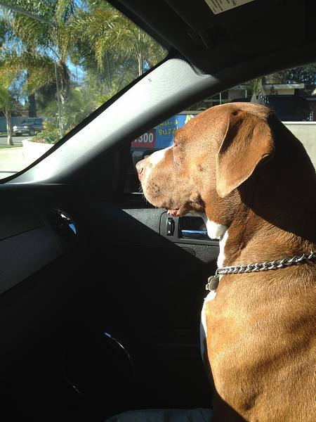 The TMS Dog Thread!-image-3871493986.jpg