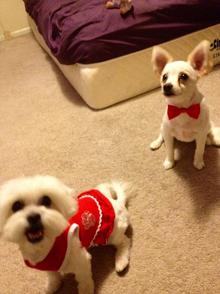 The TMS Dog Thread!-image-3279081501.jpg