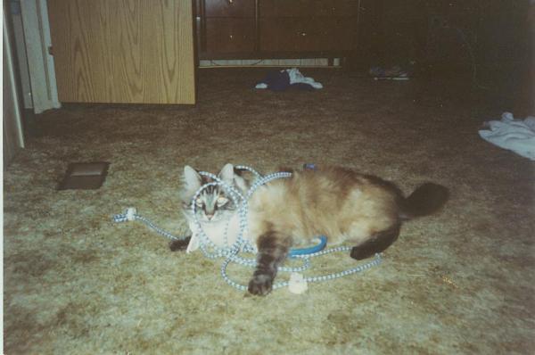 The TMS Cat Thread!-sammy-bedroom.jpg
