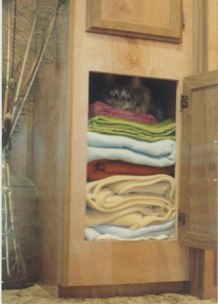 The TMS Cat Thread!-sammy-cabinet.jpg