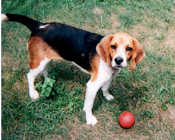 The TMS Dog Thread!-img002.jpg