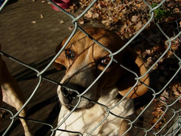 The TMS Dog Thread!-sep-07-videos-tramp-etc-020.jpg