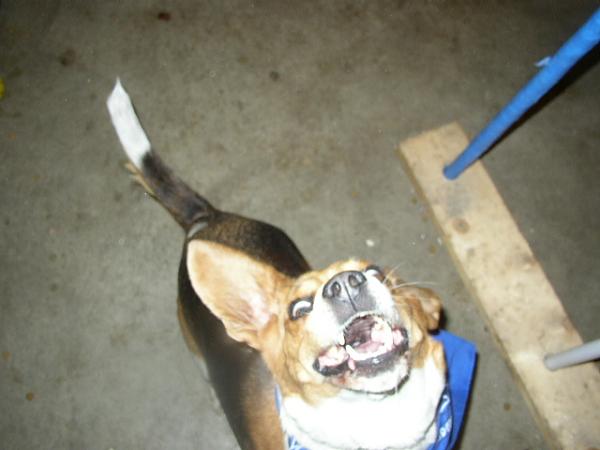 The TMS Dog Thread!-carmel-bday-e-ginger-kitty-017.jpg
