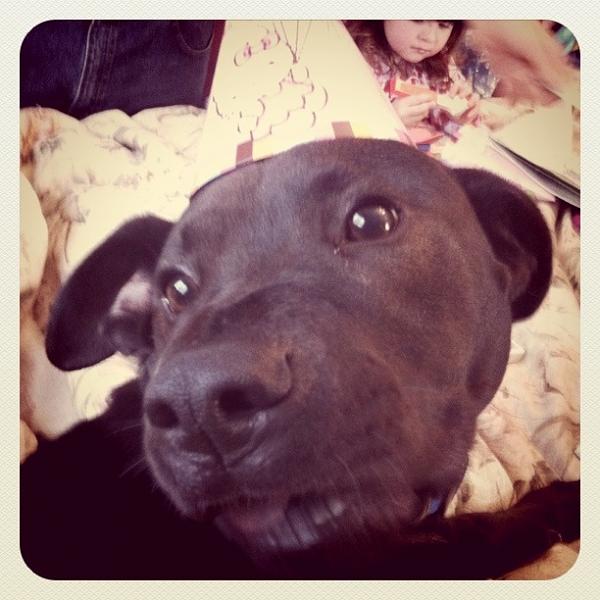 The TMS Dog Thread!-image-3506395455.jpg