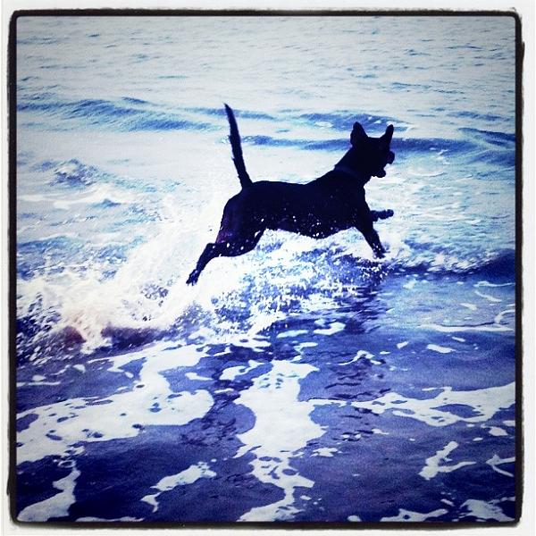 The TMS Dog Thread!-image-1622471436.jpg