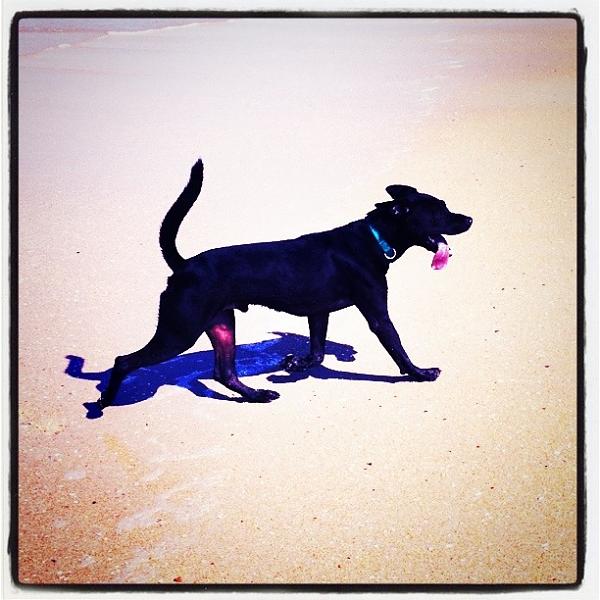 The TMS Dog Thread!-image-90150419.jpg