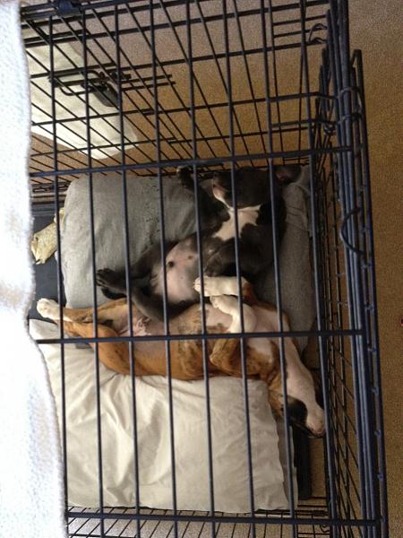 The TMS Dog Thread!-image-192988097.jpg