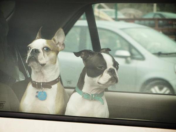 Members Random Picture Gallery Non Mustang Shots of Interest!-318262_437552292939785_100000550531626_1542332_187114136_n.jpg