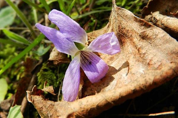 Members Random Picture Gallery Non Mustang Shots of Interest!-398862_437555642939450_100000550531626_1542466_1686943717_n.jpg