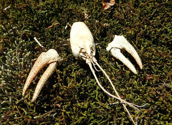 Members Random Picture Gallery Non Mustang Shots of Interest!-581988_437556819605999_100000550531626_1542506_1920012612_n.jpg