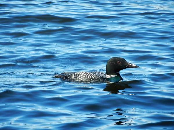 Members Random Picture Gallery Non Mustang Shots of Interest!-301709_437559986272349_100000550531626_1542653_47360632_n.jpg