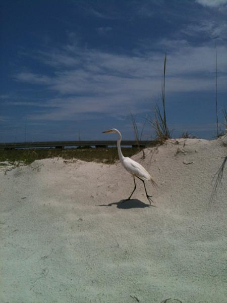 Members Random Picture Gallery Non Mustang Shots of Interest!-image-2525036707.jpg