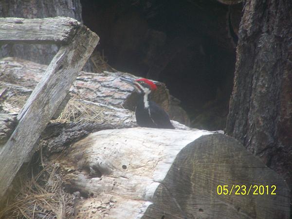Members Random Picture Gallery Non Mustang Shots of Interest!-pileated4.jpg