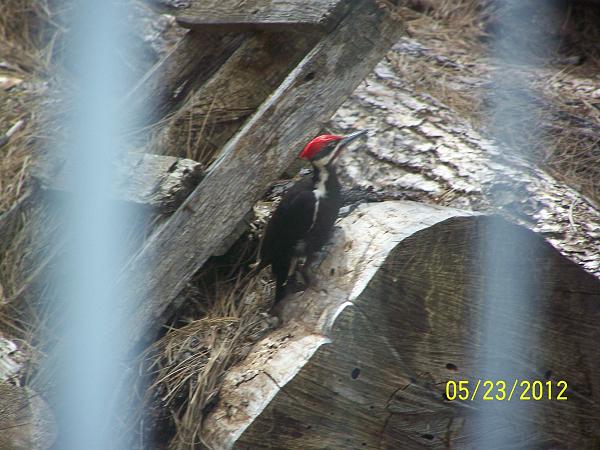 Members Random Picture Gallery Non Mustang Shots of Interest!-pileated7.bst.jpg