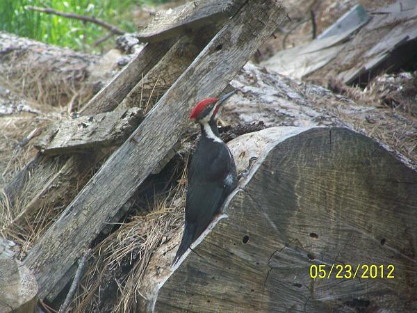 Members Random Picture Gallery Non Mustang Shots of Interest!-pileated8.lrg.jpg