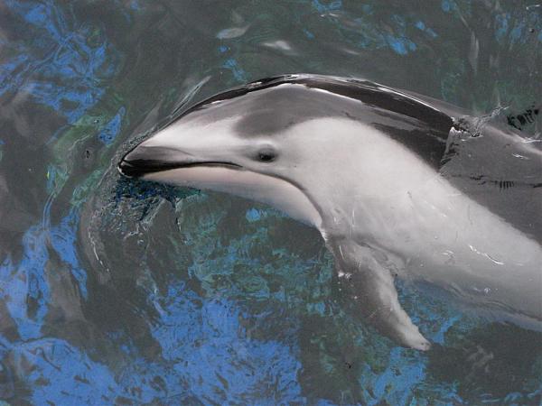 Members Random Picture Gallery Non Mustang Shots of Interest!-dcp-3851.jpg