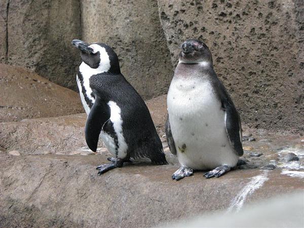 Members Random Picture Gallery Non Mustang Shots of Interest!-dcp-3865.jpg