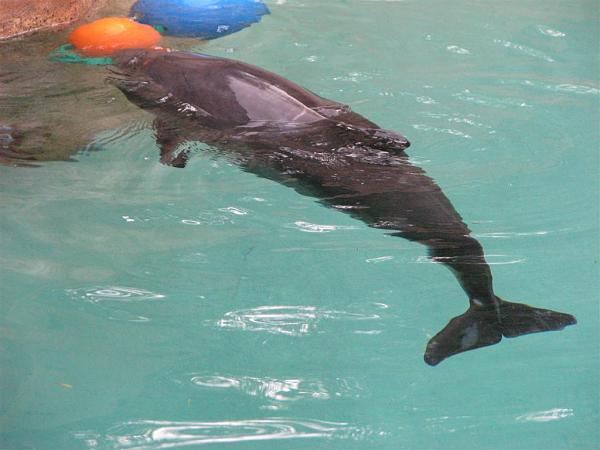 Members Random Picture Gallery Non Mustang Shots of Interest!-dcp-3863.jpg