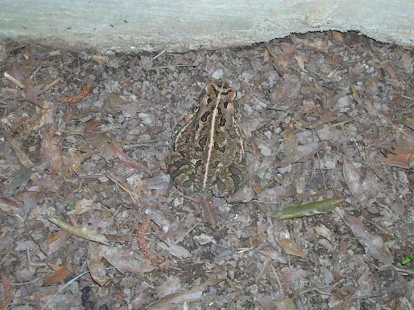 Members Random Picture Gallery Non Mustang Shots of Interest!-squirrel-008.jpg