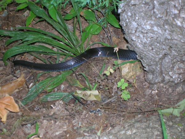 Members Random Picture Gallery Non Mustang Shots of Interest!-squirrel-007.jpg