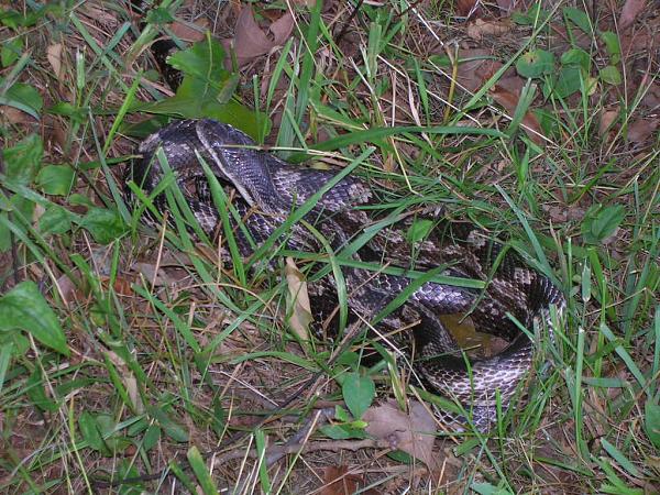 Members Random Picture Gallery Non Mustang Shots of Interest!-squirrel-006.jpg