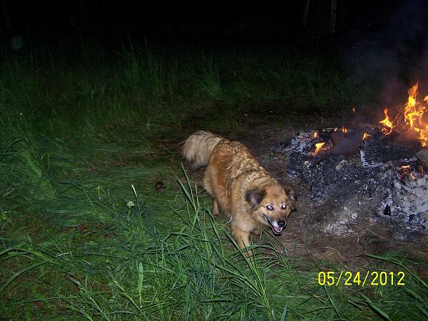 The TMS Dog Thread!-kelly-fire.2.jpg