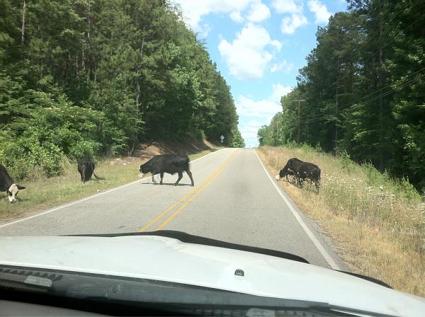 Huge Strange RANDOM Pictures and Idiocy Gallery!*-image-1021816884.jpg