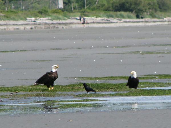 Members Random Picture Gallery Non Mustang Shots of Interest!-dcp-3877-large-.jpg