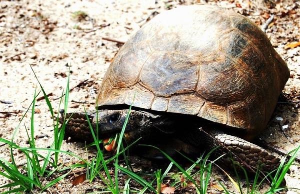 Members Random Picture Gallery Non Mustang Shots of Interest!-image-961330534.jpg