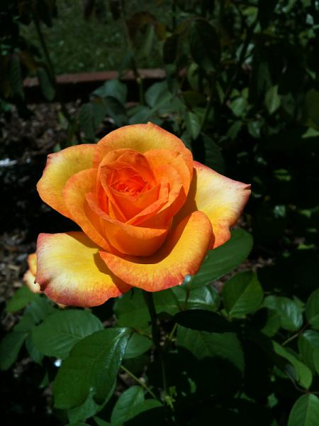 Members Random Picture Gallery Non Mustang Shots of Interest!-image-615387680.jpg