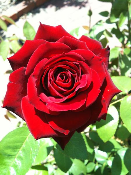 Members Random Picture Gallery Non Mustang Shots of Interest!-image-558482321.jpg