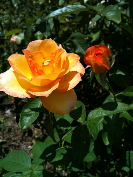 Members Random Picture Gallery Non Mustang Shots of Interest!-image-2084520243.jpg