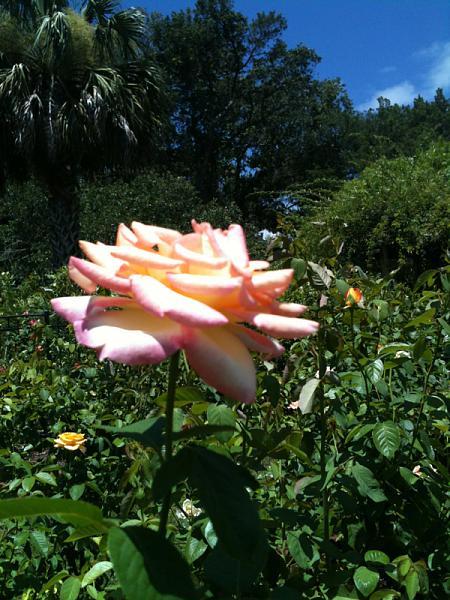 Members Random Picture Gallery Non Mustang Shots of Interest!-image-1610131240.jpg