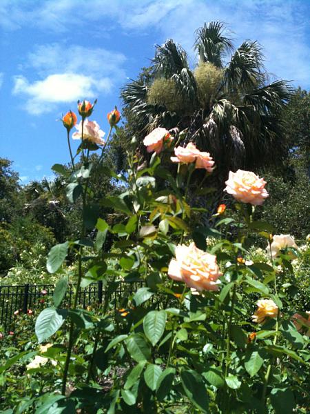 Members Random Picture Gallery Non Mustang Shots of Interest!-image-2136440098.jpg