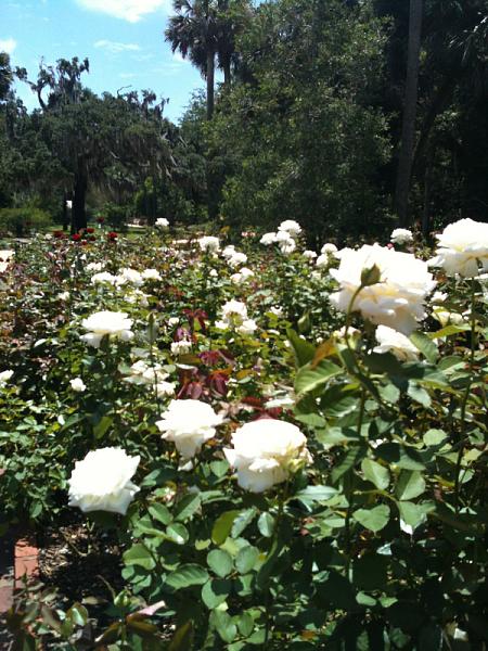 Members Random Picture Gallery Non Mustang Shots of Interest!-image-330926347.jpg