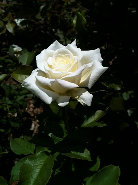 Members Random Picture Gallery Non Mustang Shots of Interest!-image-832044357.jpg