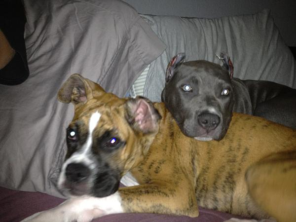 The TMS Dog Thread!-image-2650681876.jpg