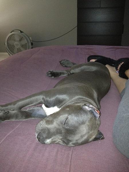 The TMS Dog Thread!-image-202846594.jpg