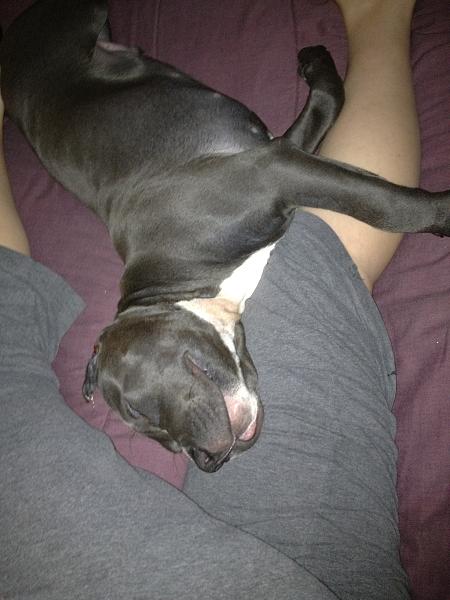 The TMS Dog Thread!-image-1178577521.jpg
