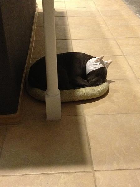 The TMS Dog Thread!-image-1980146728.jpg
