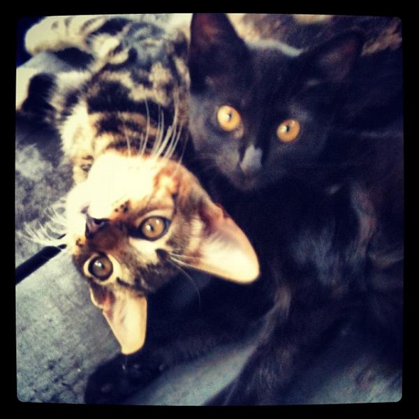 Members Random Picture Gallery Non Mustang Shots of Interest!-image-4193994972.jpg