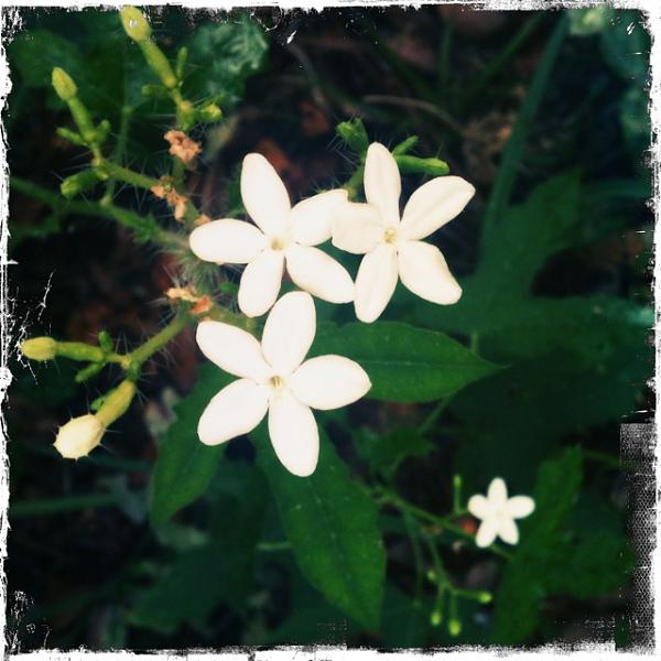 Members Random Picture Gallery Non Mustang Shots of Interest!-image-2198581227.jpg