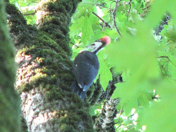 Members Random Picture Gallery Non Mustang Shots of Interest!-dcp-3927-pileated-woodpecker.jpg