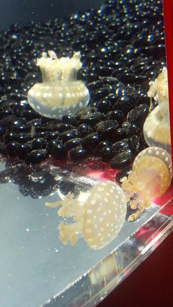 Members Random Picture Gallery Non Mustang Shots of Interest!-jellies.jpg