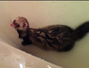 Name:  image-3423578640.jpg
Views: 143
Size:  20.0 KB