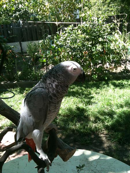 Members Random Picture Gallery Non Mustang Shots of Interest!-image-2594434364.jpg